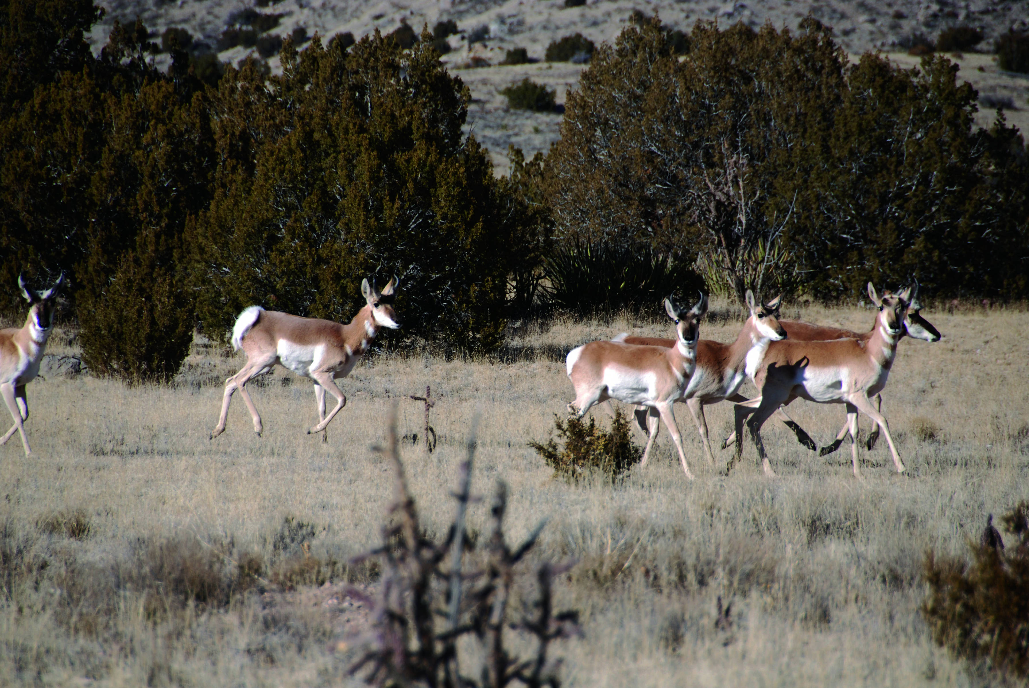 Sevilleta NWR pronghorns FWS.gov